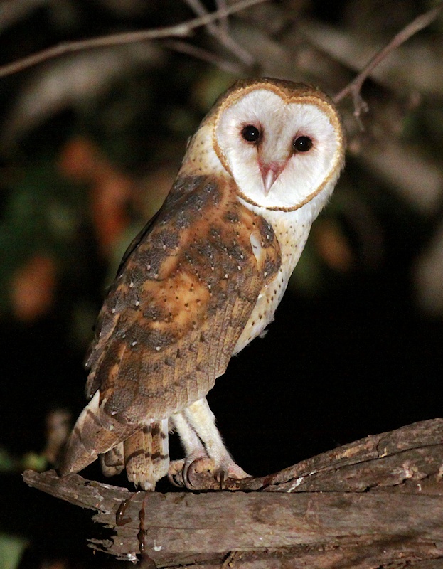 A Barn Owl looking at the camera while perched on a branch at night by Jeff Cartier