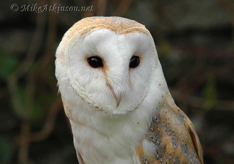 Beautiful upper half portrait of a Barn Owl by Mike Atkinson