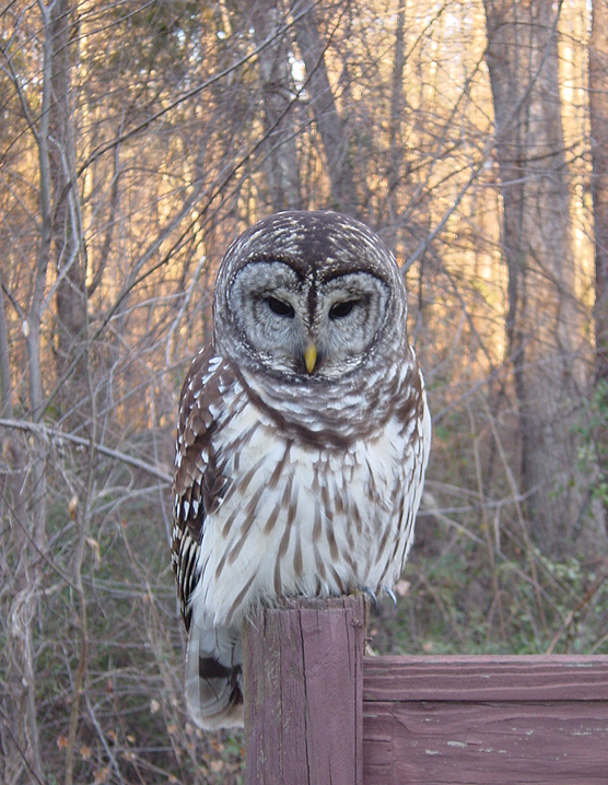 Barred Owl sits on a fence post in front of the setting sun by Matthew D. Sumner