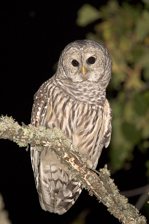 Barred Owl perched on a mossy branch at night by Rick & Nora Bowers