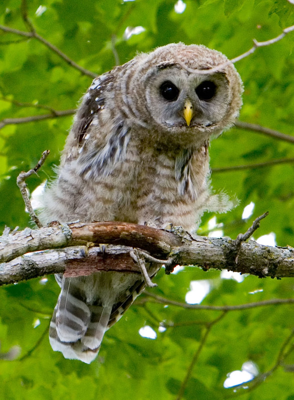 An inquisitive looking young Barred Owl by Ron Shanahan