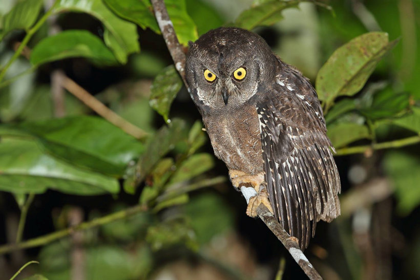 Side view of a Biak Scops Owl looking down from a branch at night by Rob Hutchinson