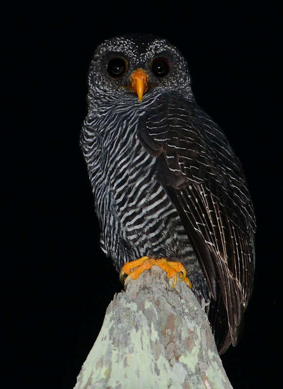 Close view of a Black-banded Owl perched on a tree stump at night by Alan Van Norman