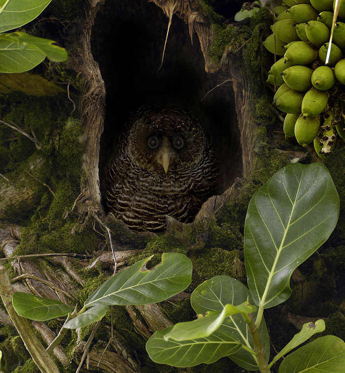 Black-banded Owl hiding in a dark tree hollow  by Nunes D'Acosta