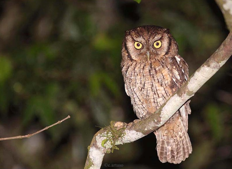 Black-capped Screech Owl perched on a thick vine at night by Christian Artuso
