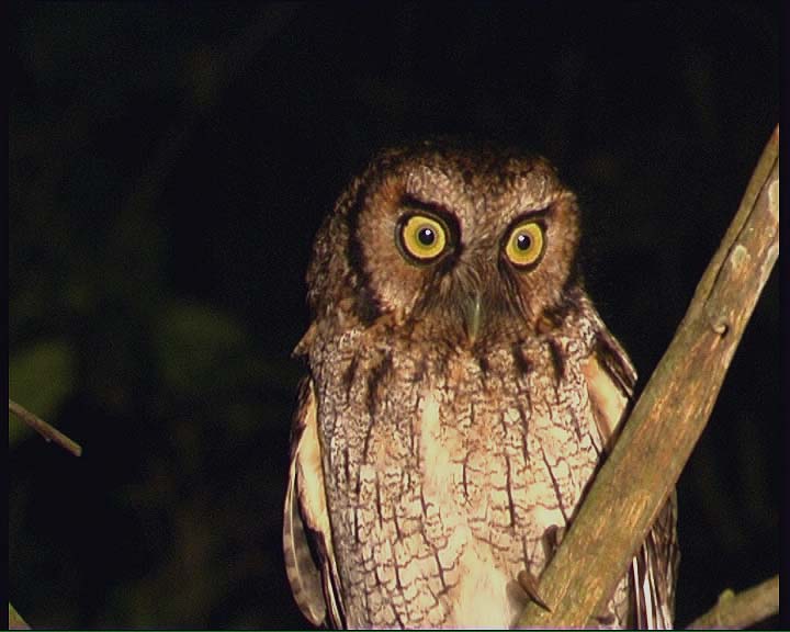 Close upper body view of a Black-capped Screech Owl  by Claus König