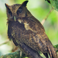 Black-capped Screech Owl