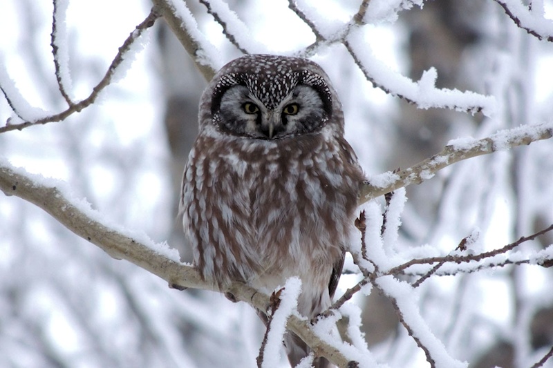 Boreal Owl perched among snow covered branches by Michael Butler