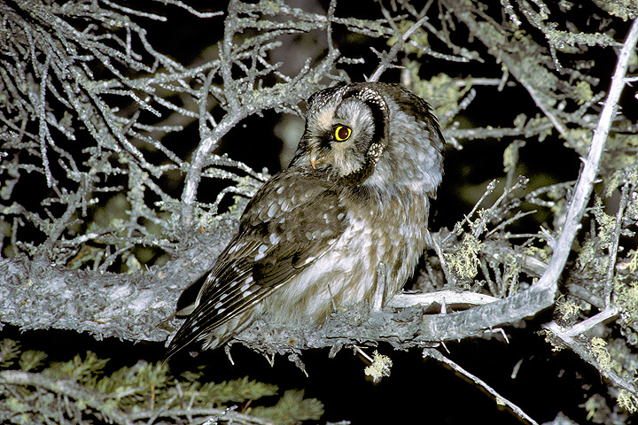 Boreal Owl in the branches looking back by Rick & Nora Bowers