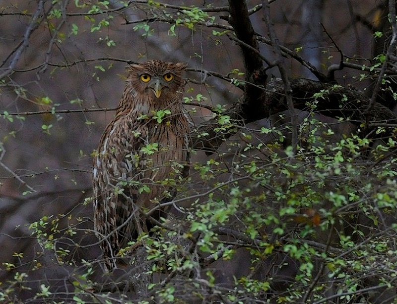 Brown Fish Owl roosting in the foliage by Rachit Shah