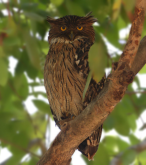 Brown Fish Owl perched on a branch with leaves by Saleel Tambe