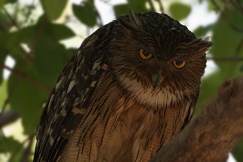 Close view of a Brown Fish Owl hunched over on a branch by Saleel Tambe