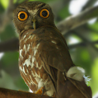 Brown Hawk Owl