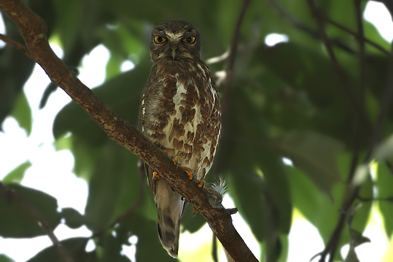 Brown Hawk Owl give an intense look from a branch in the day by Saleel Tambe