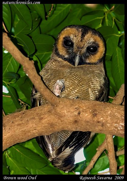Brown Wood Owl looks down from a high branch by Rajneesh Suvarna