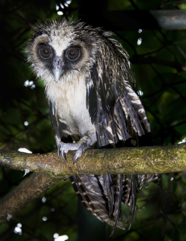 A wet young Brown Wood Owl perched on a branch by Udayan Borthakur