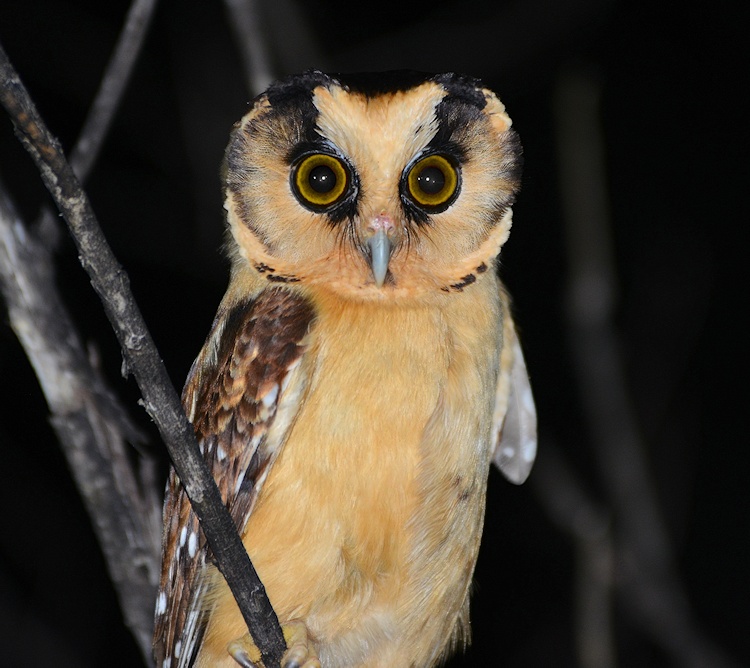 Close frontal view of a Buff-fronted Owl at night by Alan Van Norman