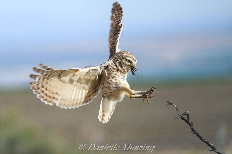 Burrowing Owl landing on a twig while holding a beetle by Danielle Munzing