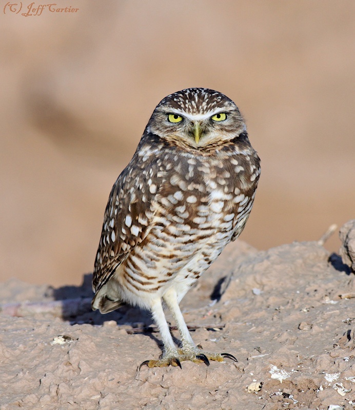 Burrowing Owl standing on the ground looking at us by Jeff Cartier