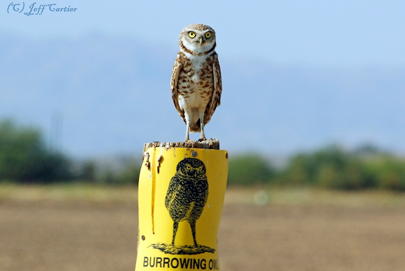 Burrowing Owl standing on a fence post with a poster of a Burrowing Owl by Jeff Cartier