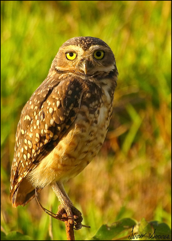 Burrowing Owl standing on a twig by Lívio Soares