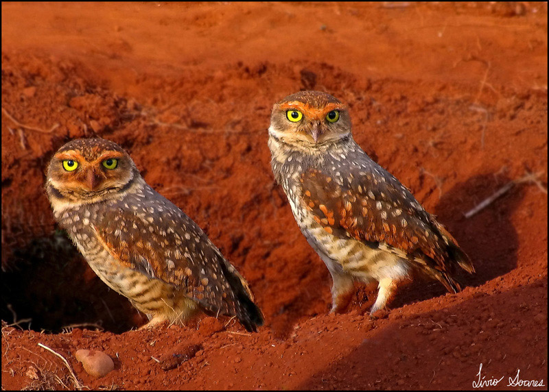 Two Burrowing Owls at the entrance to their burrow by Lívio Soares