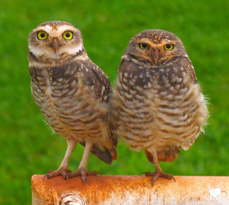 Two Burrowing Owls standing together on a metal frame by Lívio Soares