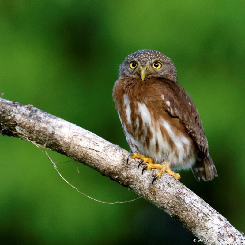 Close view of a Central American Pygmy Owl perched on a curved branch in the day by Wilma McKenzie