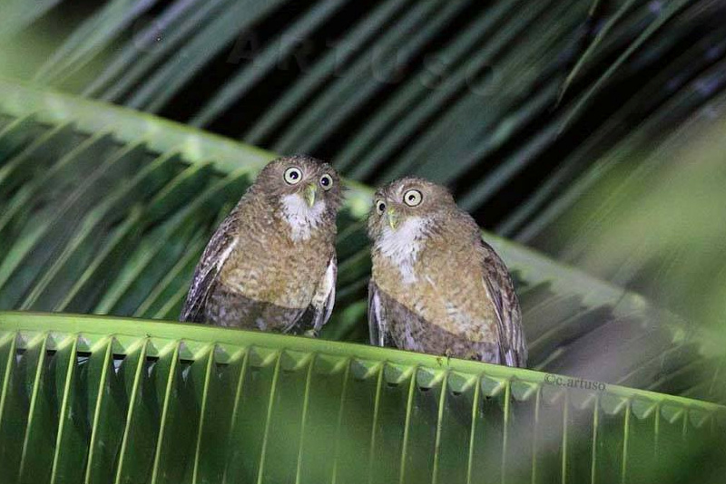 Two Camiguin Hawk Owls perched together on a palm branch by Christian Artuso