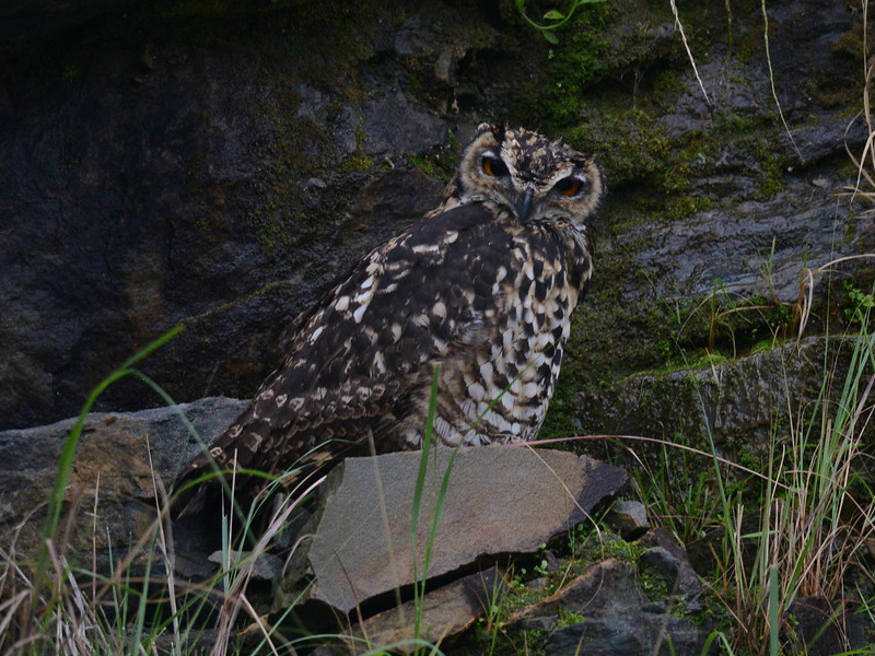 Cape Eagle Owl sits on a rock near a cliff face by Alan Van Norman