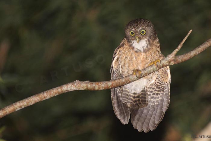 Cebu Hawk Owl perched on a branch with wings slightly open by Christian Artuso