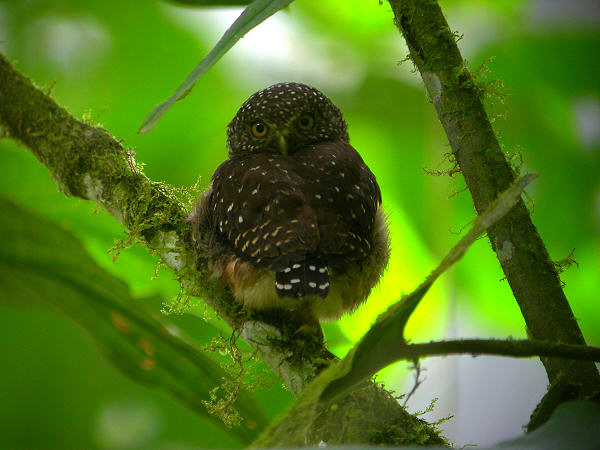Rear view of a Cloud-forest Pygmy Owl looking back at us by Steve Blain