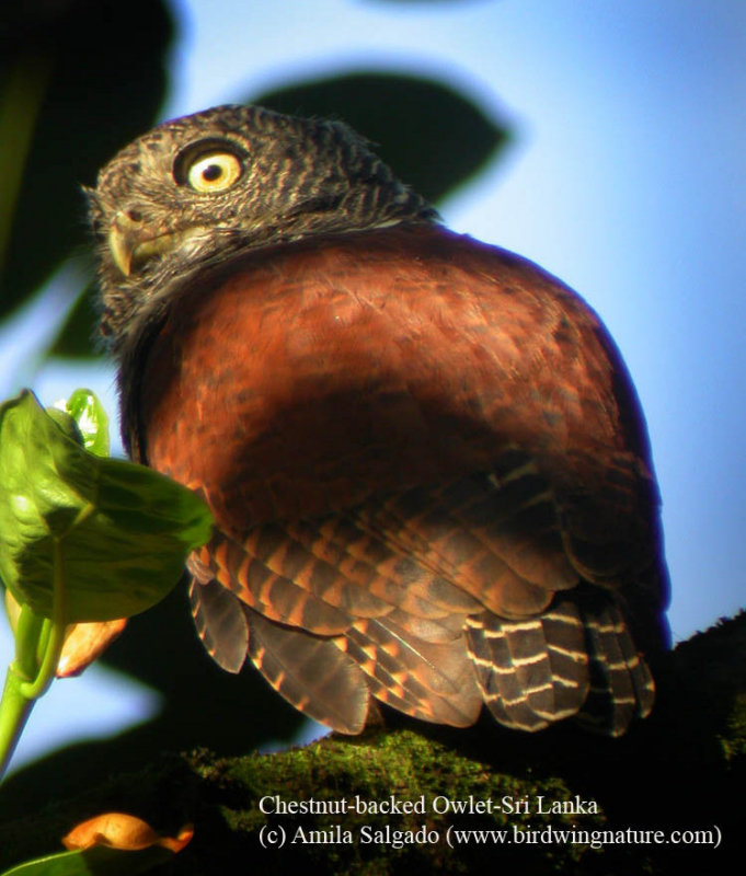 Rear view of a Chestnut-backed Owlet looking to the side by Amila Salgado