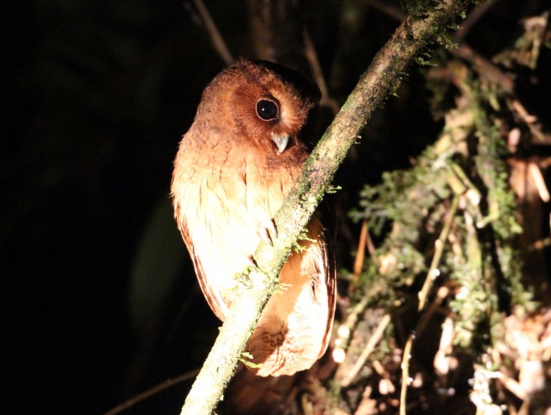 Cinnamon Screech Owl perched on a near-vertical branch at night by Lee Mason