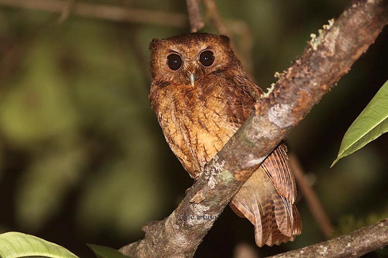 Cinnamon Screech Owl perched high up in a tree at night by Christian Artuso