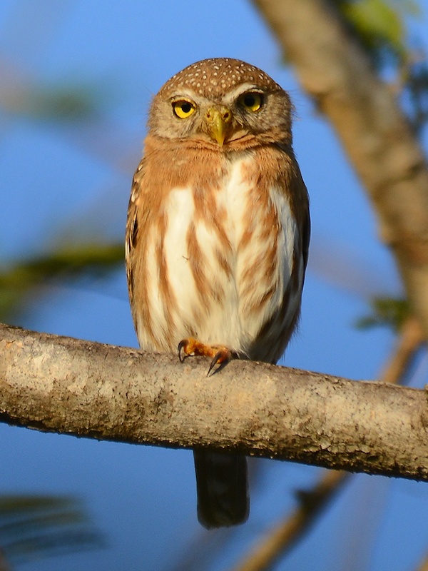 Frontal view of a Colima Pygmy Owl perched on a branch by Alan Van Norman