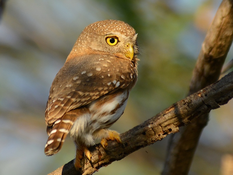 Rear view of a Colima Pygmy Owl looking sideways by Alan Van Norman