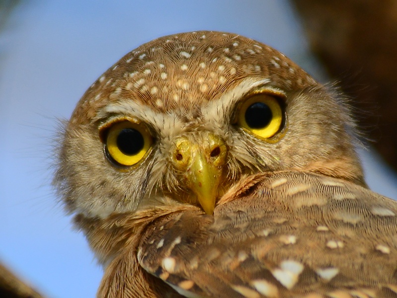 Close up view of a Colima Pygmy Owl face and shoulder by Alan Van Norman