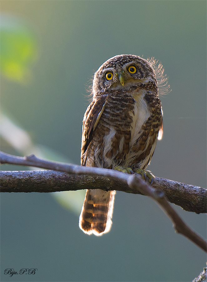 An endearing Collared Owlet perched on a branch in the day by Biju PB
