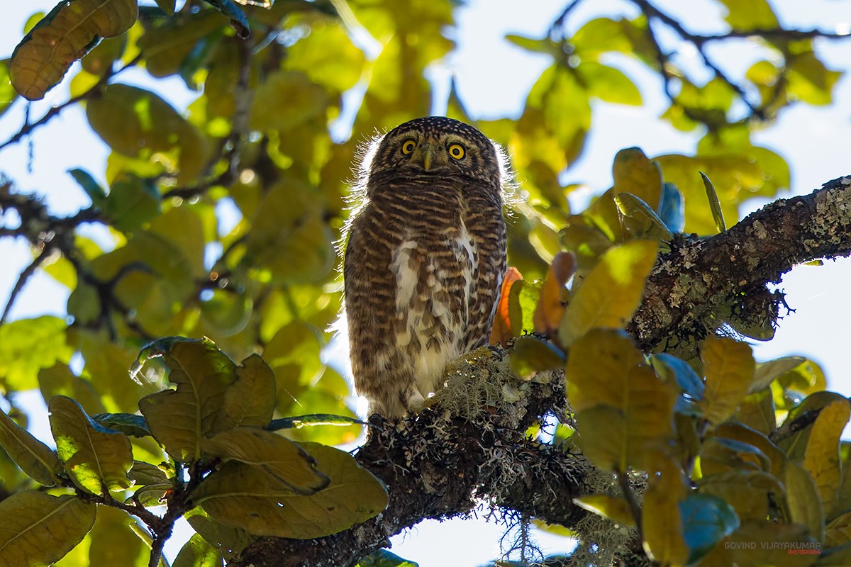 Collared Owlet high in a leafy tree during the day by Govind Vijayakumar