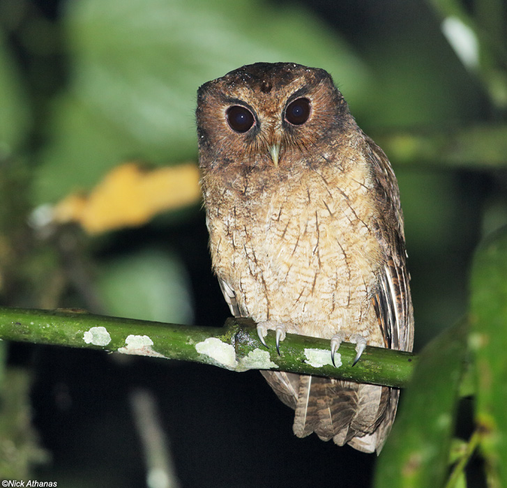 Close view of a Rufescent Screech Owl perched on a green branch at night by Nick Athanas