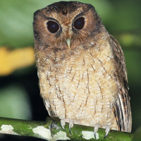 Rufescent Screech Owl