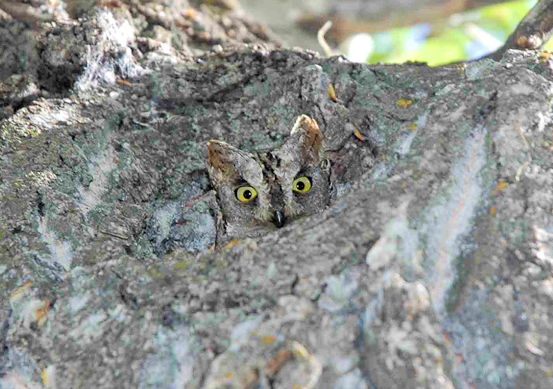 Eurasian Scops Owl with its head peeking out from a tree hollow by Andrey Safonov