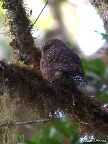 Rear view of a Costa Rican Pygmy Owl on a lichen covered branch by Nick Athanas