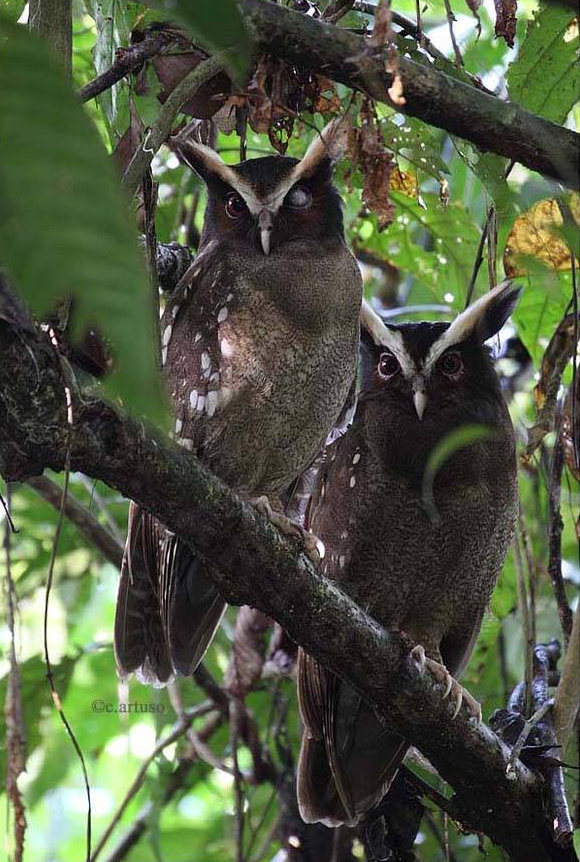 Two Crested Owls roosting on a branch together by Christian Artuso