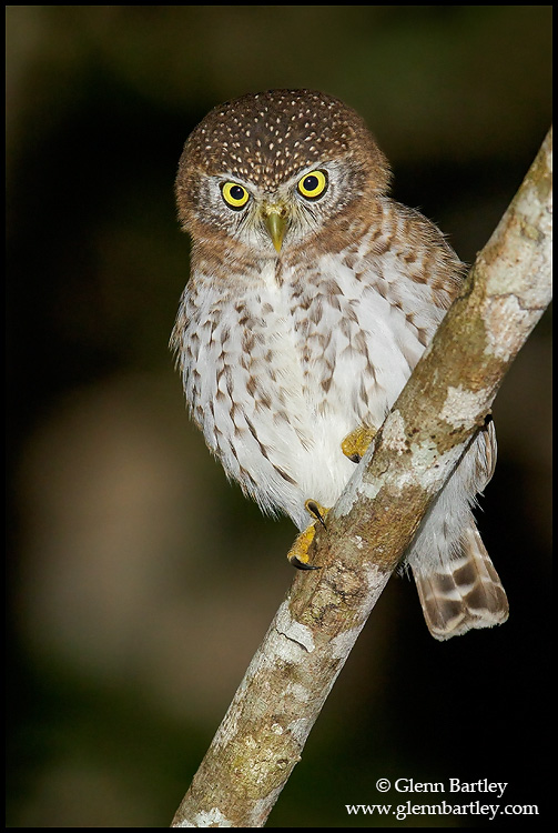 Cuban Pygmy Owl perched on an angled branch at night by Glenn Bartley