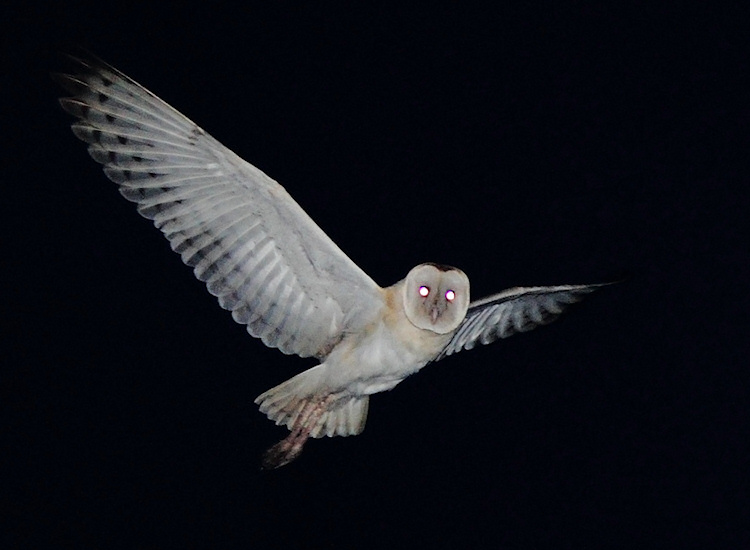 Eastern Grass Owl in flight at night with wings spread by Rob Hutchinson