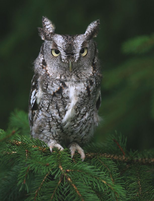 Grey Eastern Screech Owl perched on a pine branch by Ashley Hockenberry