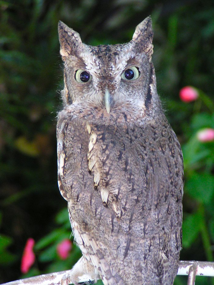 Close up of an Eastern Screech Owl from behind looking backwards by Kathy Horner