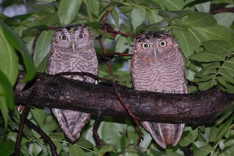 Two wet young Eastern Screech Owls on a large branch by Sabra Taggart